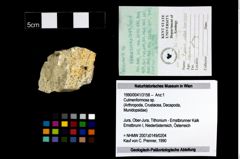 Foto (Objekt + Etikett) von Culmenformosa sp.  (NHMW-GEO-1990-0041-3158)
